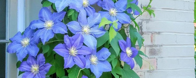 铁线莲与转子莲的区别，根部形态、花朵颜色均不同