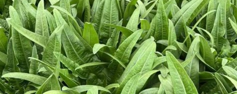油麦菜种子处理方法，可用河沙催芽或保温瓶催芽等