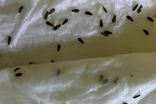 油麦菜种子处理方法，可用河沙催芽或保温瓶催芽等