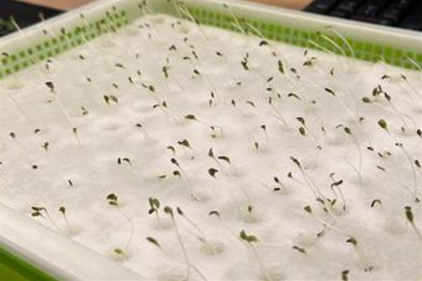 油麦菜种子处理方法，可用河沙催芽或保温瓶催芽等