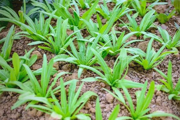 油麦菜种子处理方法，可用河沙催芽或保温瓶催芽等