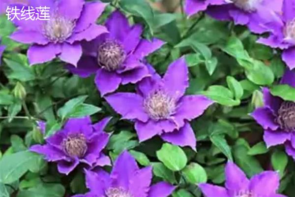 铁线莲与转子莲的区别，根部形态、花朵颜色均不同