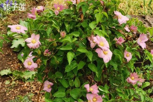 铁线莲与转子莲的区别，根部形态、花朵颜色均不同