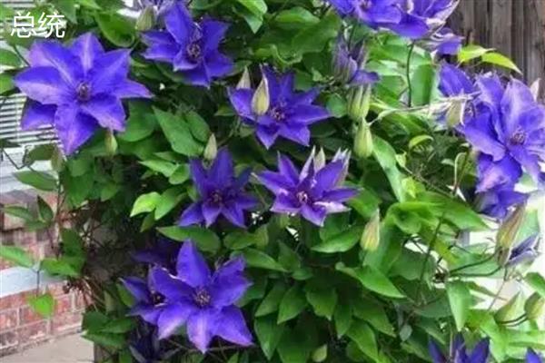 铁线莲与转子莲的区别，根部形态、花朵颜色均不同