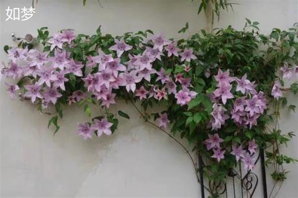 铁线莲与转子莲的区别，根部形态、花朵颜色均不同