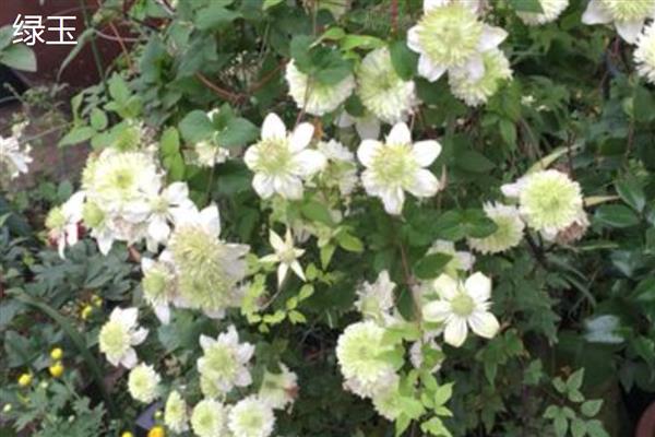 铁线莲与转子莲的区别，根部形态、花朵颜色均不同