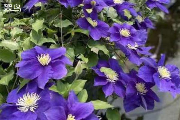 铁线莲与转子莲的区别，根部形态、花朵颜色均不同