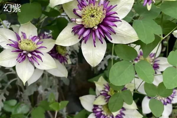 铁线莲与转子莲的区别，根部形态、花朵颜色均不同