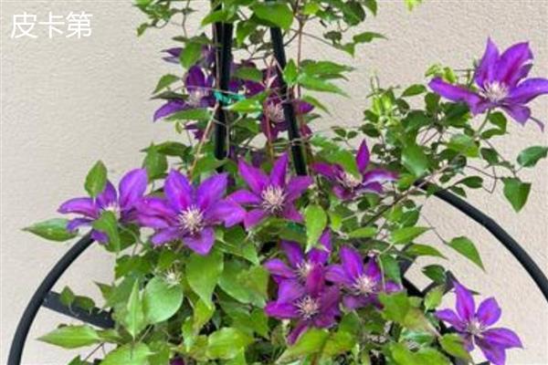 铁线莲与转子莲的区别，根部形态、花朵颜色均不同