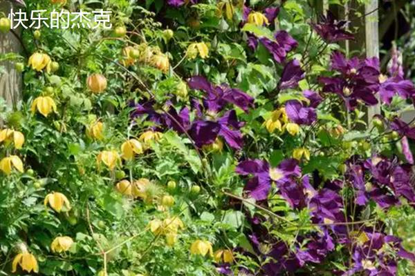 铁线莲与转子莲的区别，根部形态、花朵颜色均不同