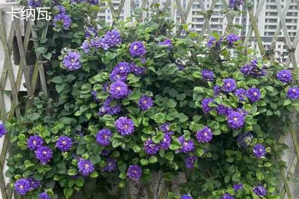 铁线莲与转子莲的区别，根部形态、花朵颜色均不同