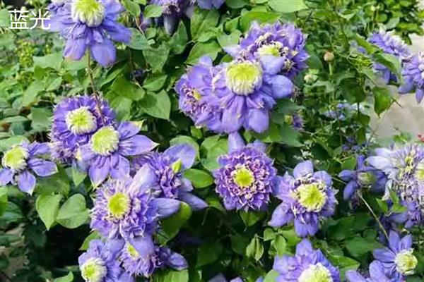 铁线莲与转子莲的区别，根部形态、花朵颜色均不同