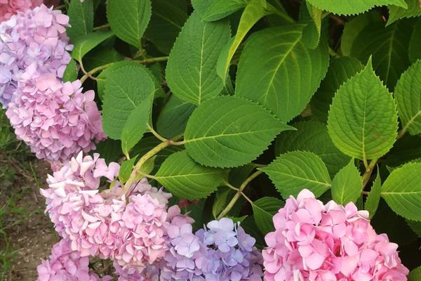 绣球花耷拉下来了怎么处理,需要进行遮阴防晒
