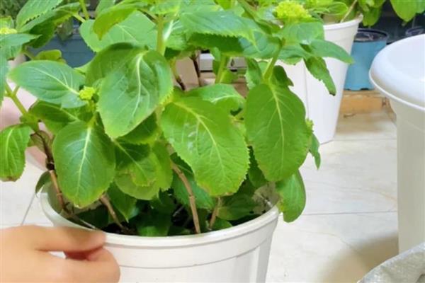 绣球花耷拉下来了怎么处理,需要进行遮阴防晒