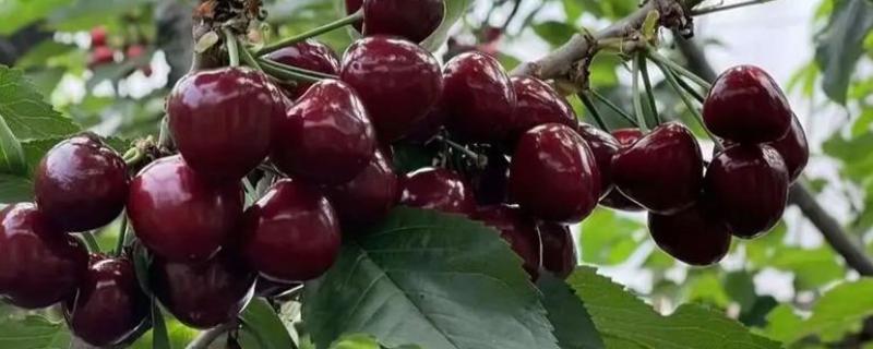 美早樱桃品种简介，该品种果实大而整齐