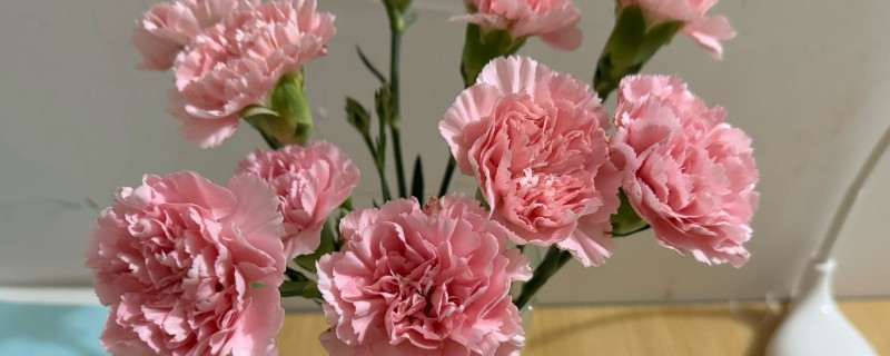 康乃馨的种植方法，适宜温度为19-21度