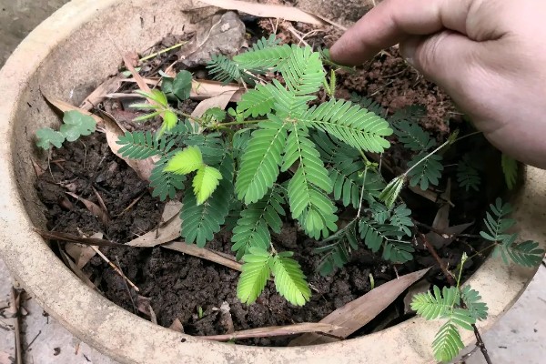 含羞草为什么一碰就会合拢，是自我保护的手段