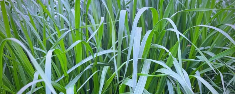 黑麦草怎么种，在2-11月份都可种植