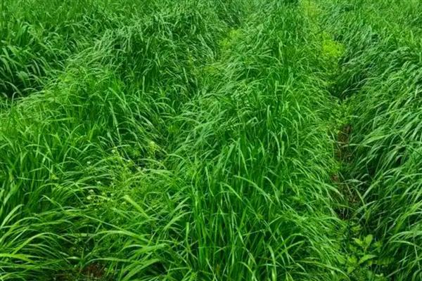 黑麦草怎么种，在2-11月份都可种植