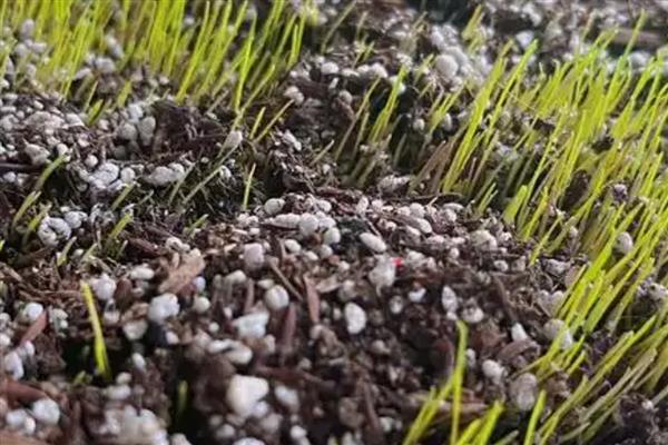 黑麦草怎么种，在2-11月份都可种植