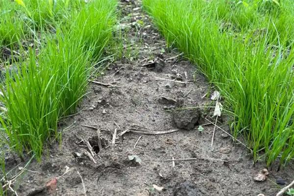 黑麦草怎么种，在2-11月份都可种植