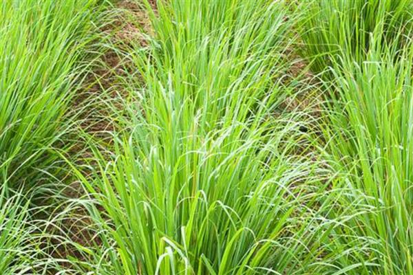 黑麦草怎么种，在2-11月份都可种植
