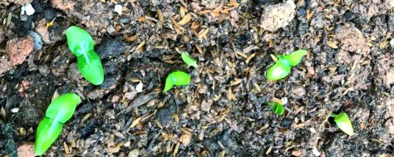 黄瓜种子一般几天发芽，一般要5-7天左右