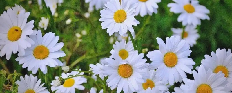 雏菊一年开花几次，一年开一次花