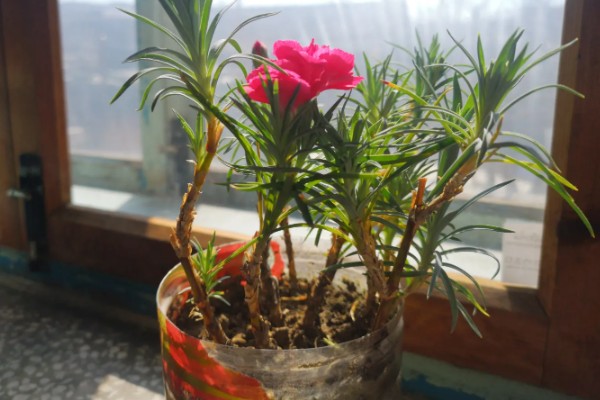 康乃馨的种植方法,适宜温度为19-21度