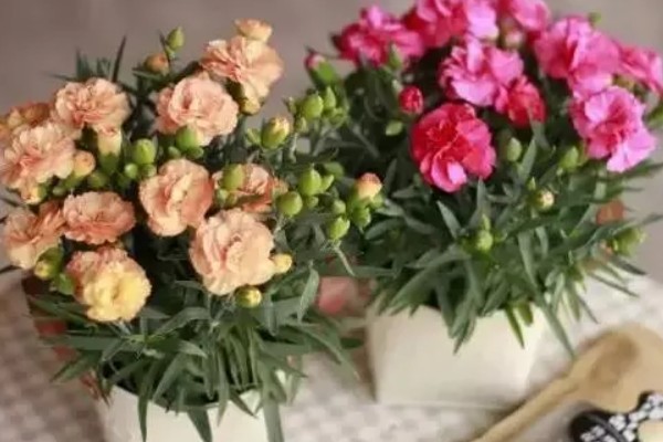 康乃馨的种植方法,适宜温度为19-21度