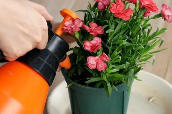 康乃馨的种植方法,适宜温度为19-21度