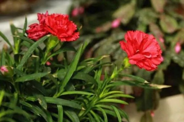 康乃馨的种植方法,适宜温度为19-21度