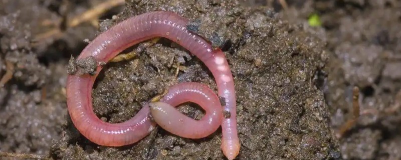 动物性鲜活饲料有哪些,包含小鱼、小虾、蚌、田螺等