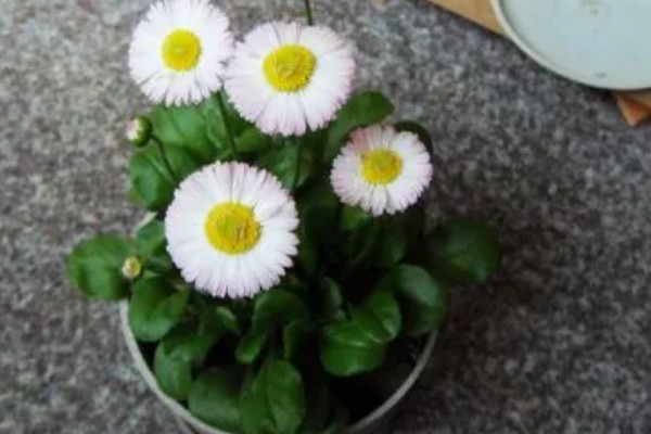 雏菊一年开花几次，一年开一次花