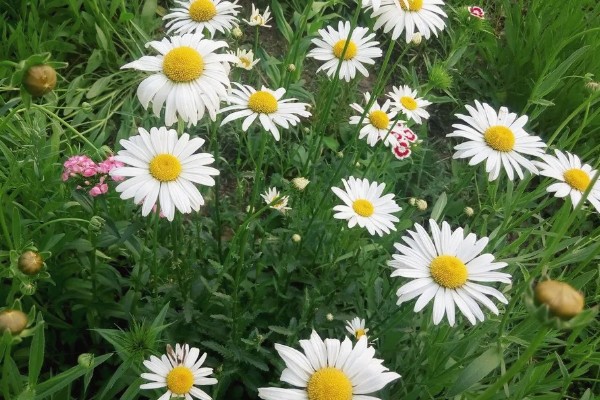雏菊一年开花几次，一年开一次花