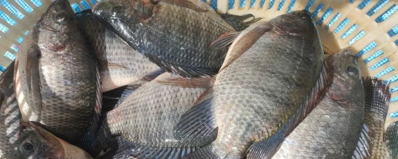 罗非鱼的养殖前景，目前来看前景可观