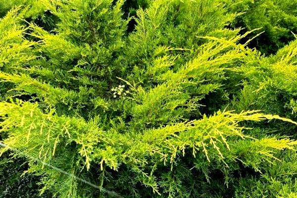 柏树叶片干枯能不能活,条件适宜时可以快速长出新芽