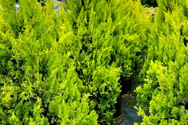 柏树叶片干枯能不能活,条件适宜时可以快速长出新芽