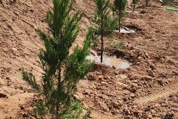 柏树叶片干枯能不能活,条件适宜时可以快速长出新芽