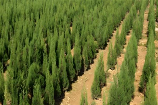 柏树叶片干枯能不能活,条件适宜时可以快速长出新芽