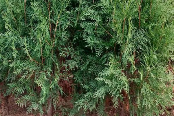 柏树叶片干枯能不能活,条件适宜时可以快速长出新芽