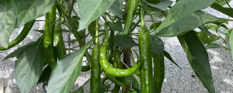 秋延辣椒病毒病怎么防治，要及时防治蚜虫