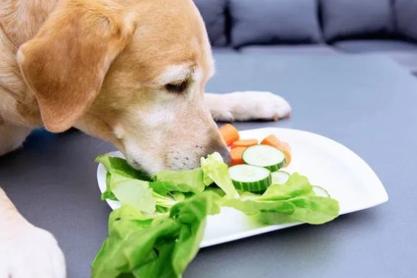 引起狗狗眼睛周围脱毛红肿的原因，可能是饮食不当所致