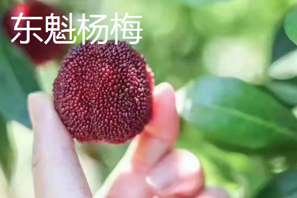杨梅的产地分布,广泛分布于浙江、江苏、福建等地