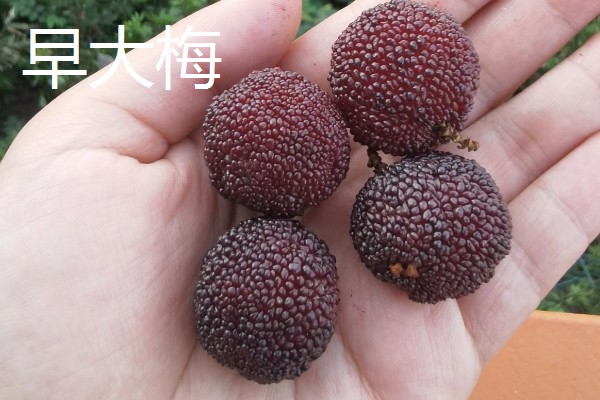 杨梅的产地分布,广泛分布于浙江、江苏、福建等地