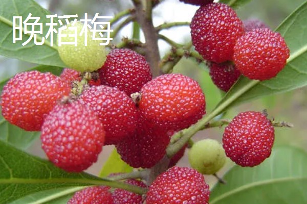 杨梅的产地分布,广泛分布于浙江、江苏、福建等地