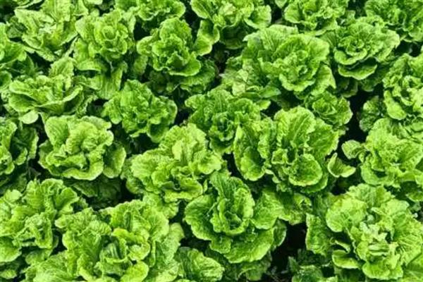 生菜为什么会发苦，常见以下4个原因