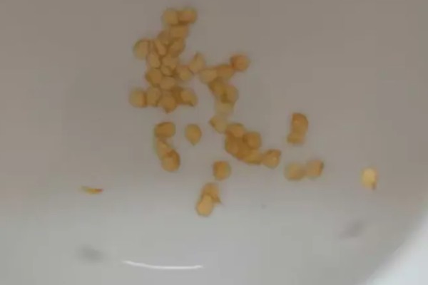 秋延辣椒病毒病怎么防治，要及时防治蚜虫