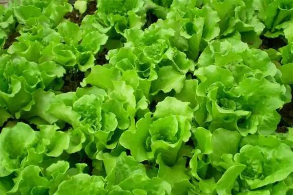 生菜为什么会发苦，常见以下4个原因