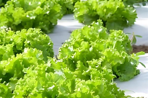 生菜为什么会发苦，常见以下4个原因